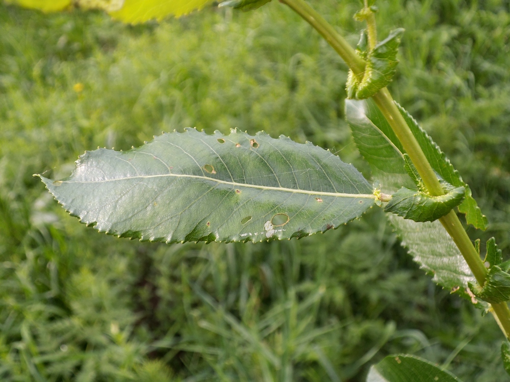 Изображение особи Salix &times; schumanniana.