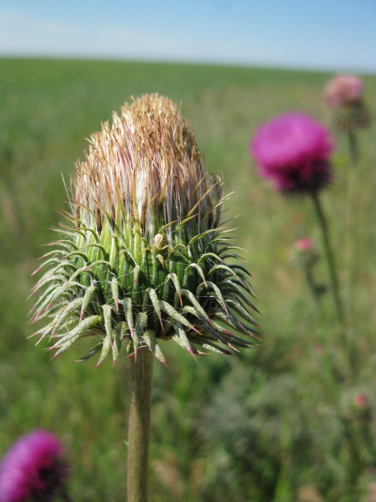 Image of Carduus uncinatus ssp. davisii specimen.