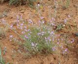 Astragalus tenuifolius