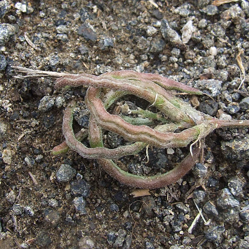 Изображение особи Astragalus ornithopodioides.