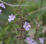 Image of taxon representative. Author is Роланд Цандекидис