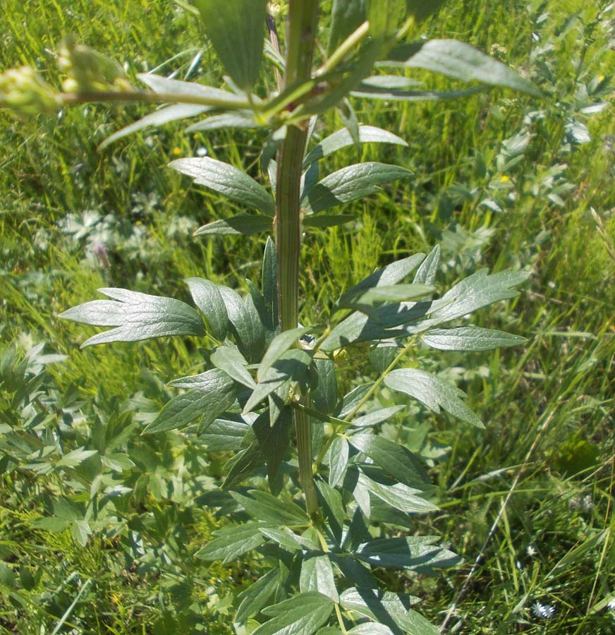 Image of Thalictrum simplex specimen.