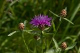 Centaurea jacea