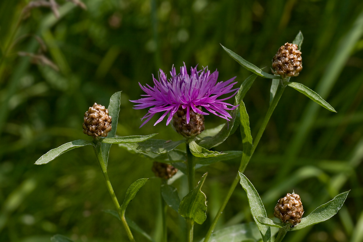 Изображение особи Centaurea jacea.