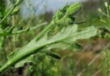 Senecio viscosus