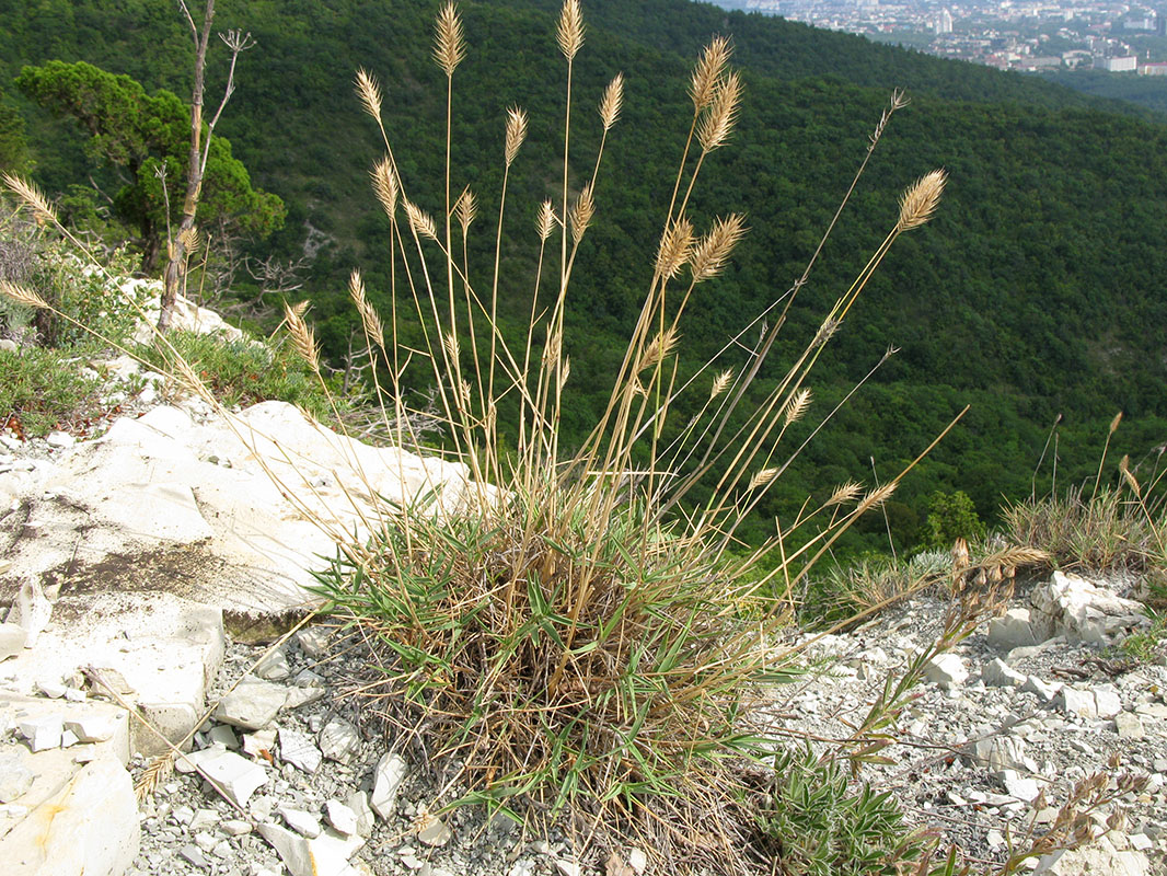 Image of Agropyron pinifolium specimen.