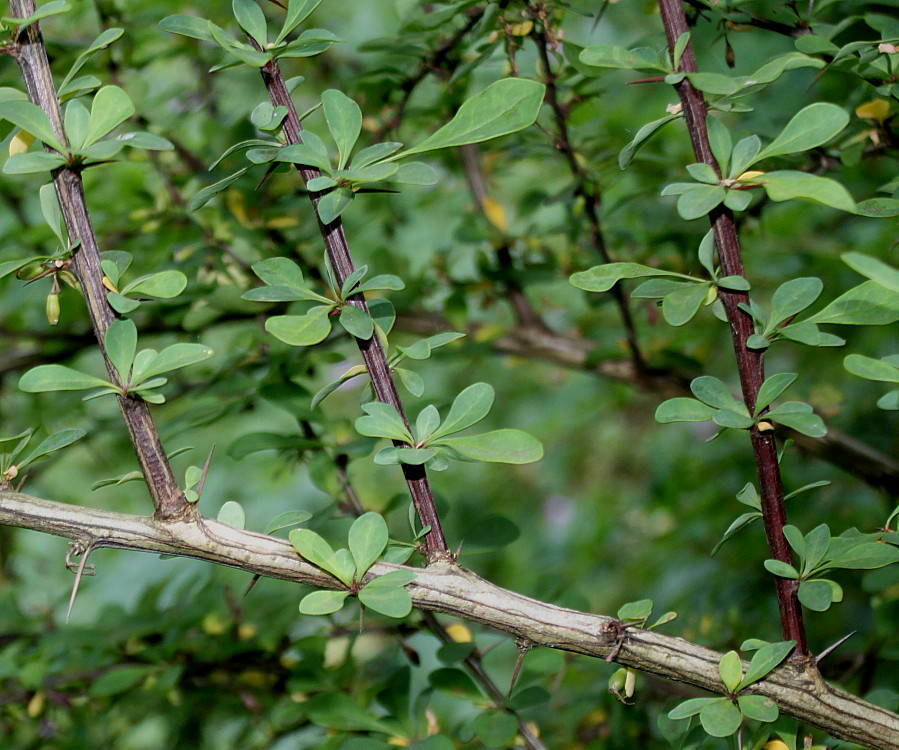 Изображение особи Berberis salicaria.