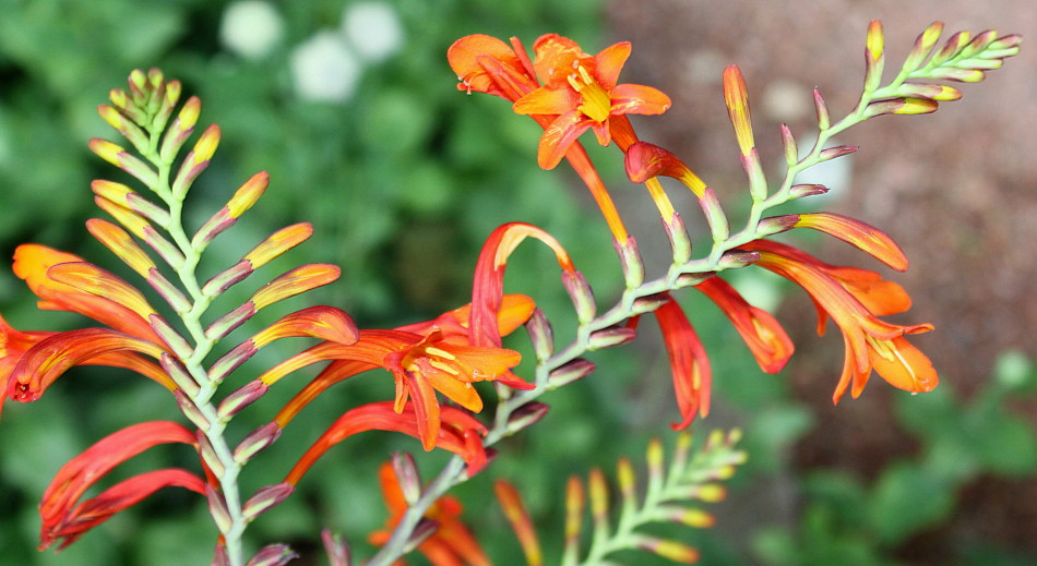 Изображение особи Crocosmia masoniorum.