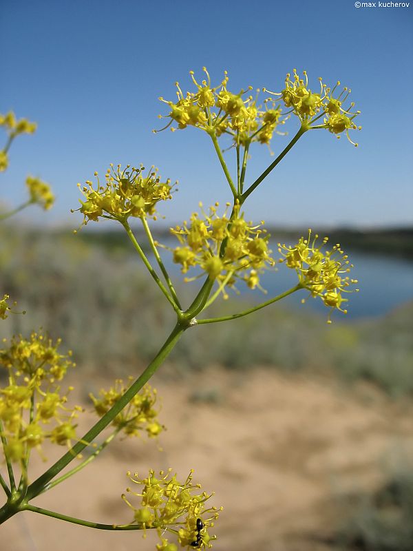 Изображение особи Ferula caspica.