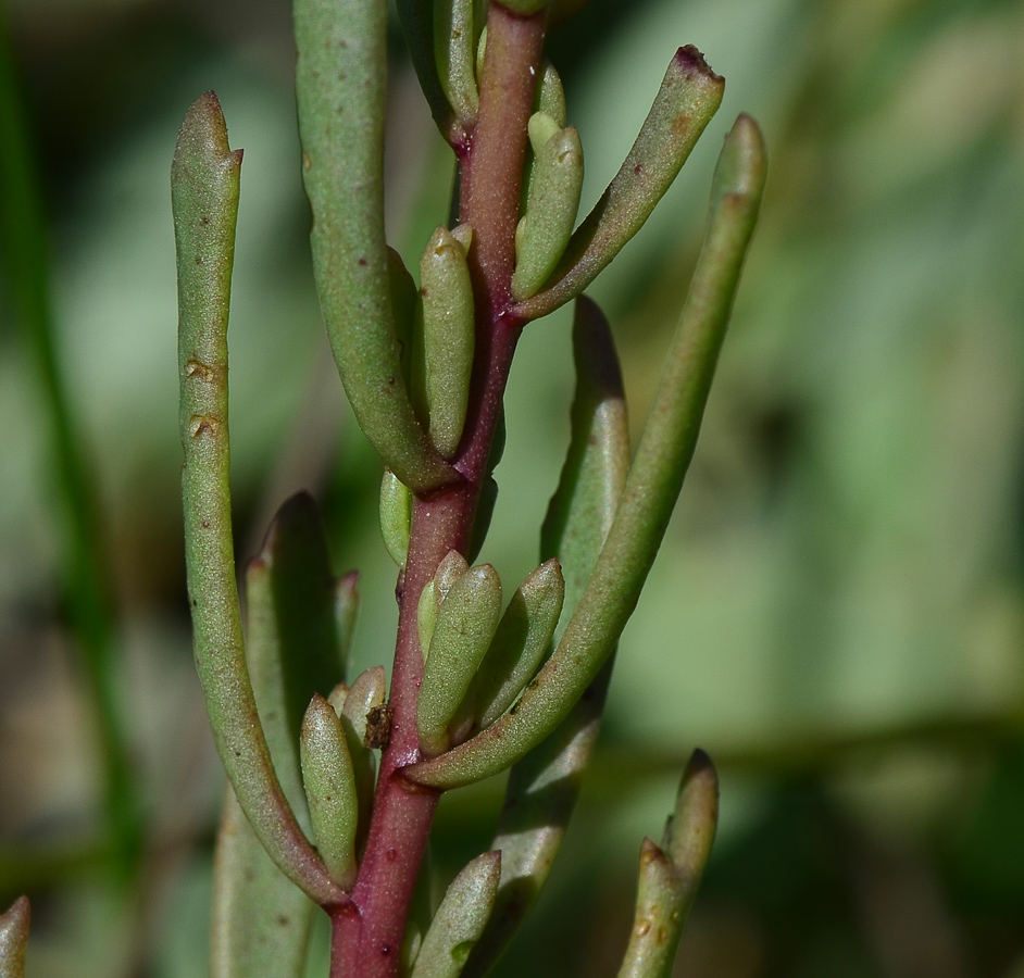 Изображение особи Limbarda crithmoides.