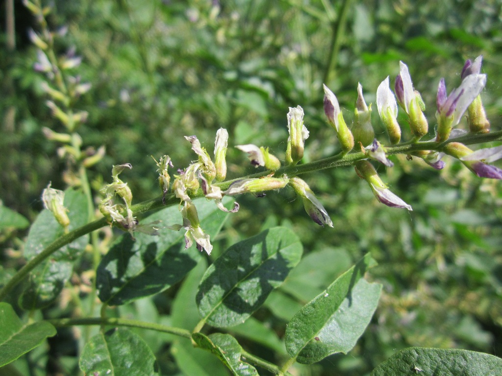 Изображение особи Glycyrrhiza glabra.