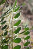 Astragalus flexus. Лист. Южный Казахстан, восточная граница пустыни Кызылкум. 04.05.2013.