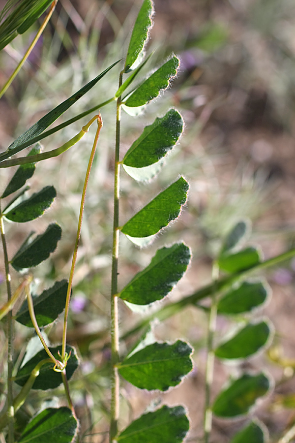 Изображение особи Astragalus flexus.