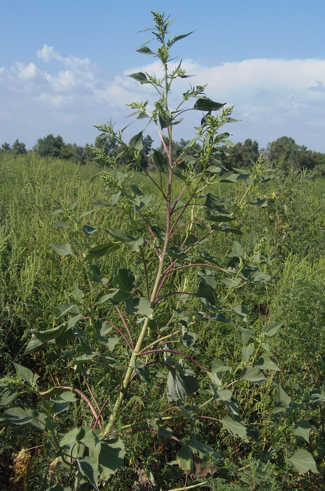 Изображение особи Cyclachaena xanthiifolia.