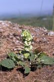Eremostachys isochila