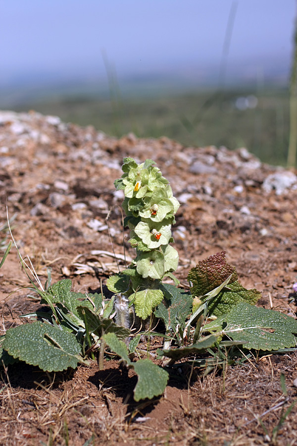 Изображение особи Eremostachys isochila.