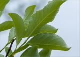 genus Salix