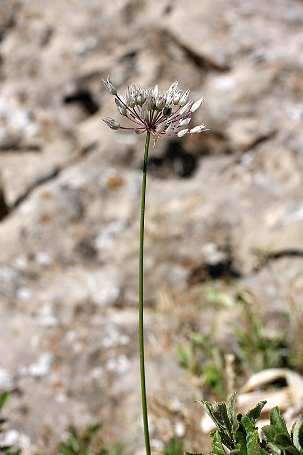 Image of genus Allium specimen.