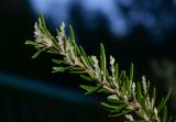 Rosmarinus officinalis