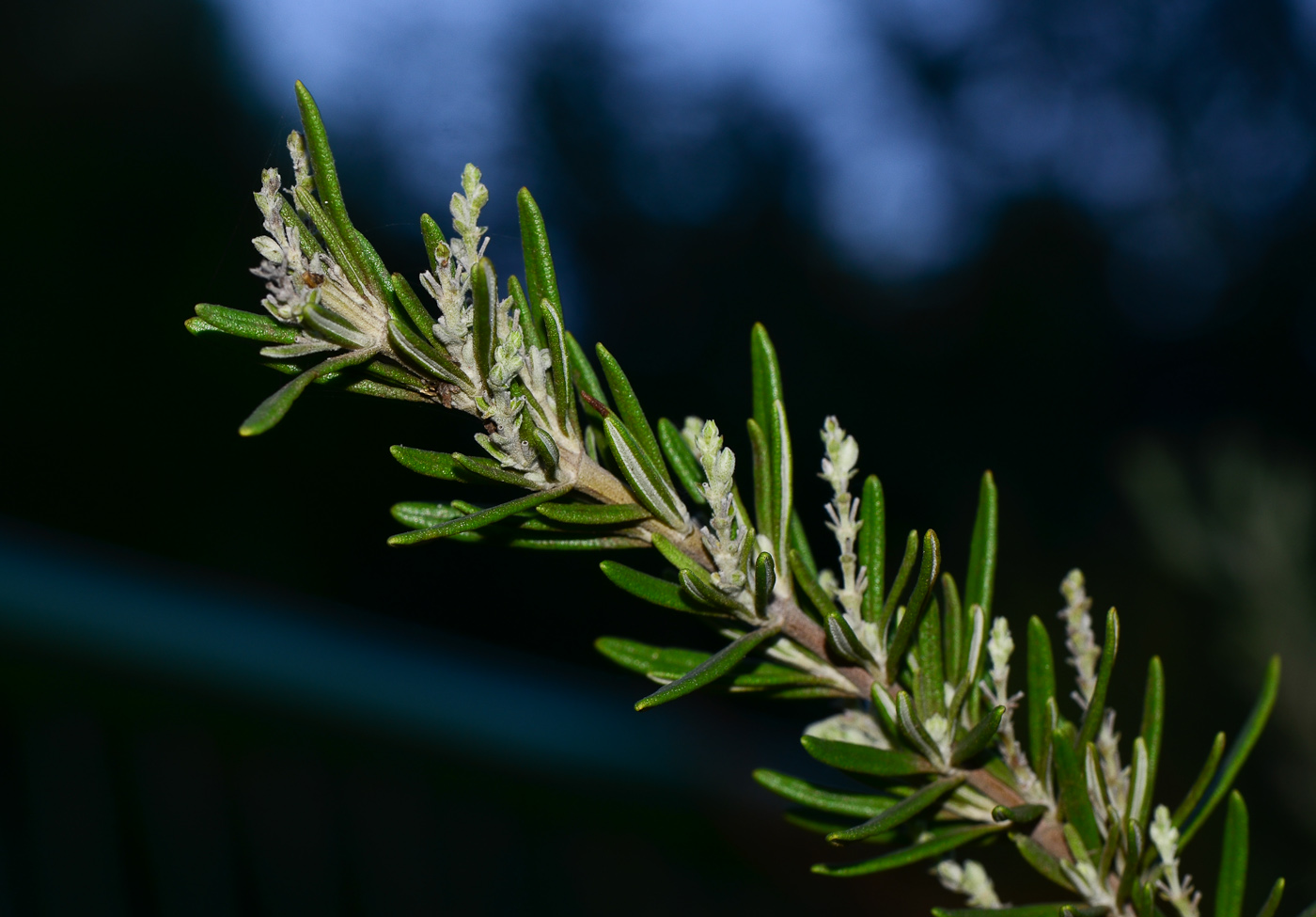 Изображение особи Rosmarinus officinalis.