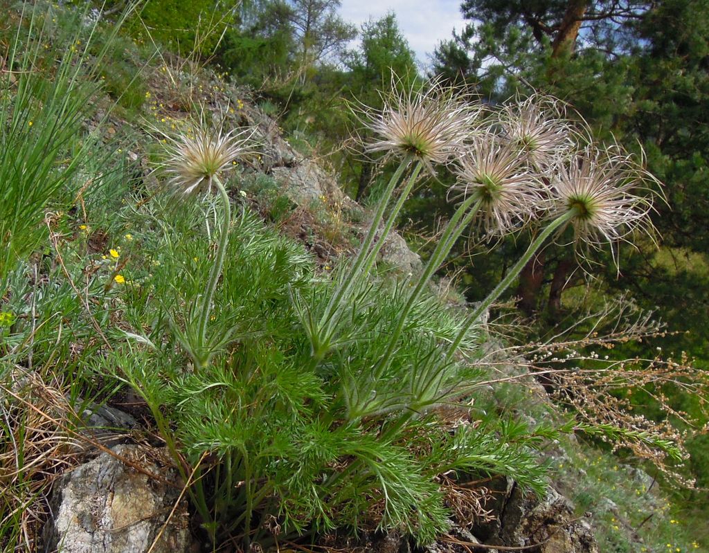 Изображение особи Pulsatilla turczaninovii.