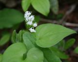 Maianthemum dilatatum