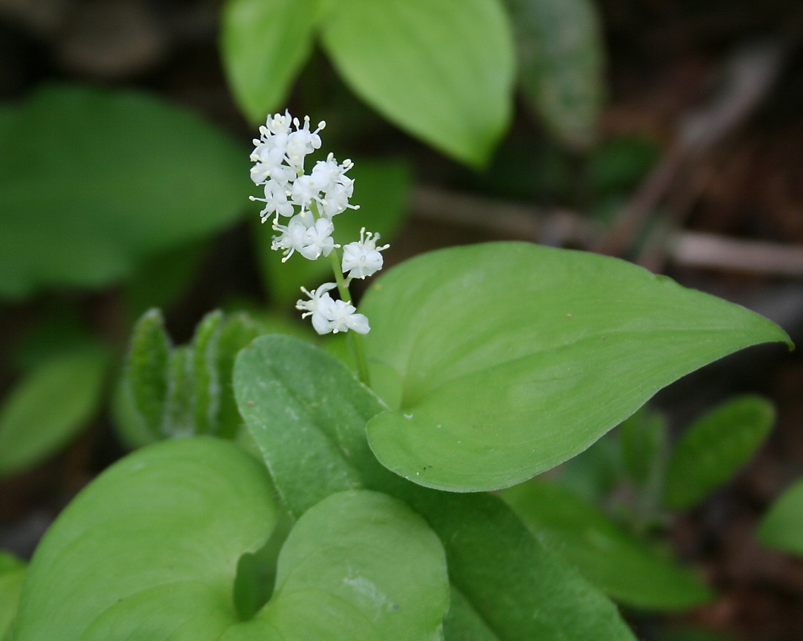 Image of Maianthemum dilatatum specimen.