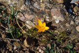 Crocus angustifolius. Цветущее растение. Крым, Севастополь, окр. Балаклавы. 6 февраля 2014 г.