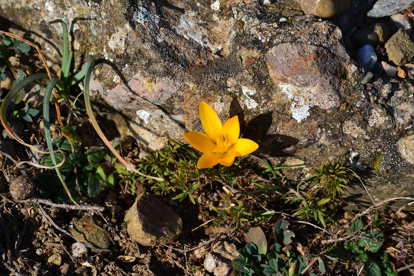 Image of Crocus angustifolius specimen.