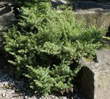 Juniperus conferta. Вегетирующее растение. Германия, г. Essen, Grugapark. 29.09.2013.