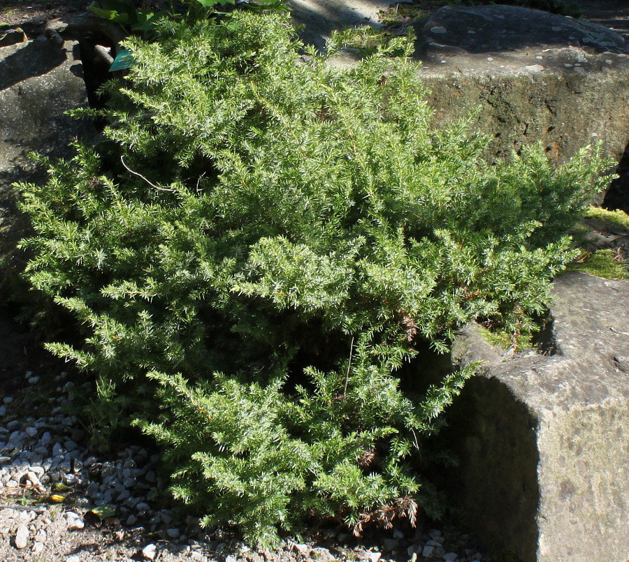 Image of Juniperus conferta specimen.