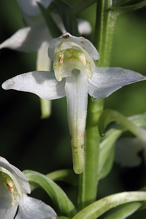 Изображение особи Platanthera chlorantha.