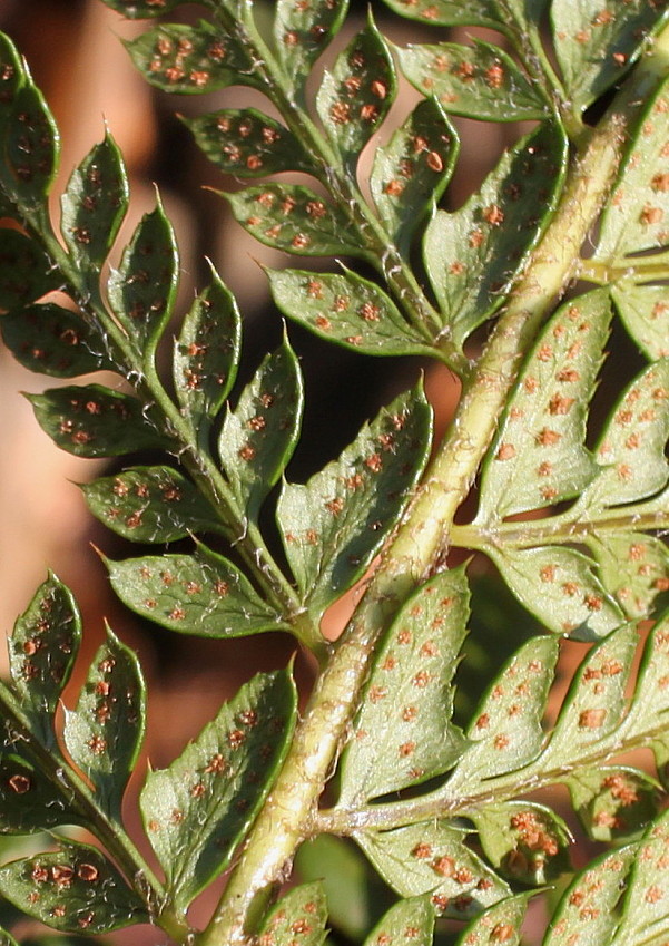 Image of Polystichum setiferum specimen.