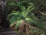 Dicksonia antarctica. Молодое растение в подлеске дождевого леса. Австралия, о. Тасмания, национальный парк \"Крэдл Маунтин\". 28.02.2009.