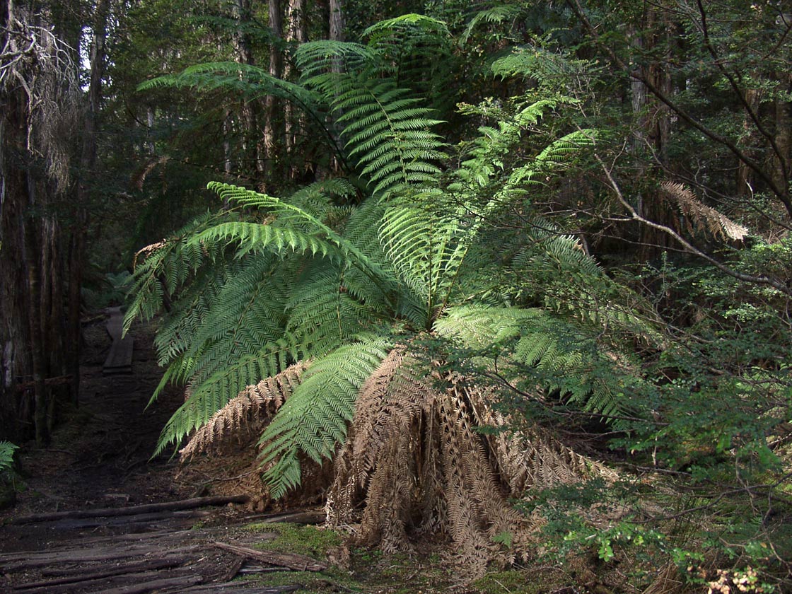 Image of Dicksonia antarctica specimen.