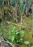 Alisma plantago-aquatica. Цветущее растение. Московская обл., окр. г. Железнодорожный, долина р. Чёрная, в воде у берега. 01.07.2012.