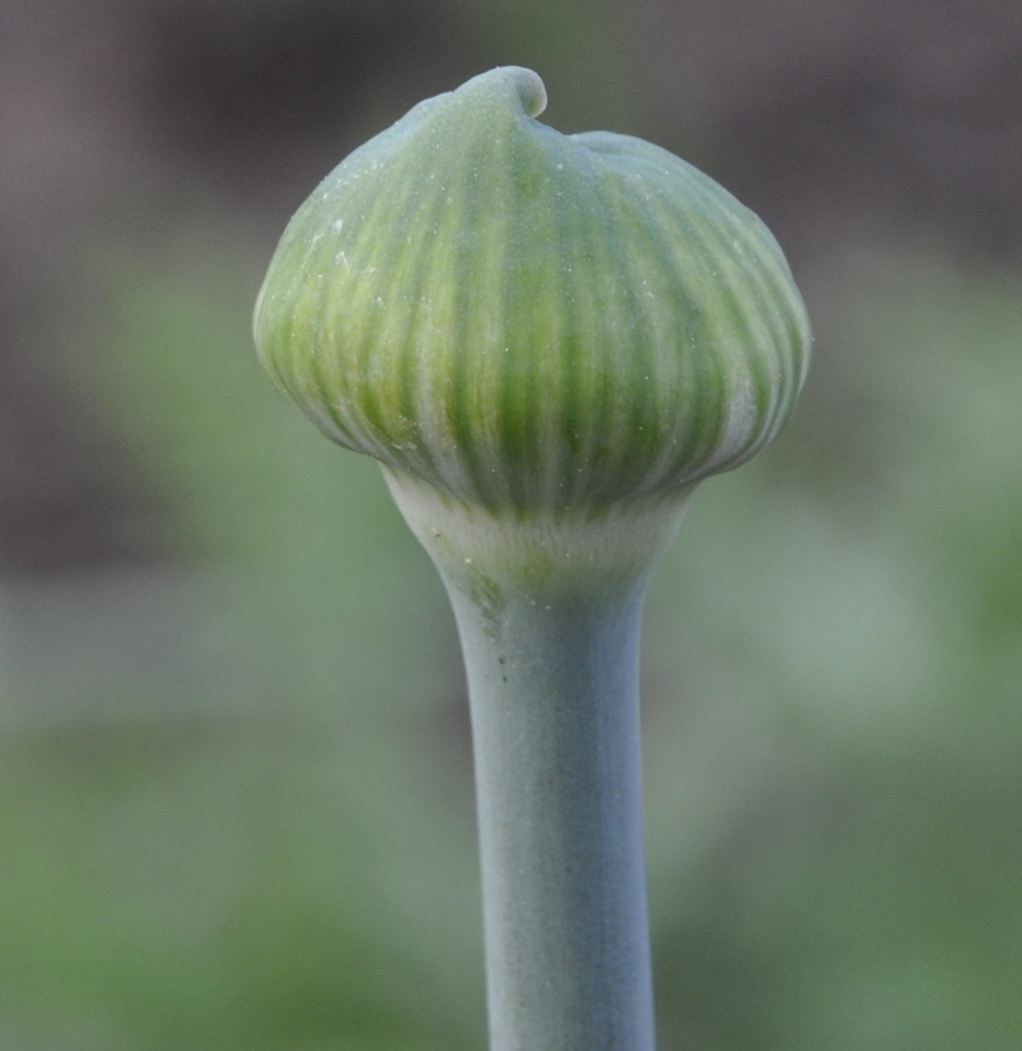 Image of Allium cyrilli specimen.