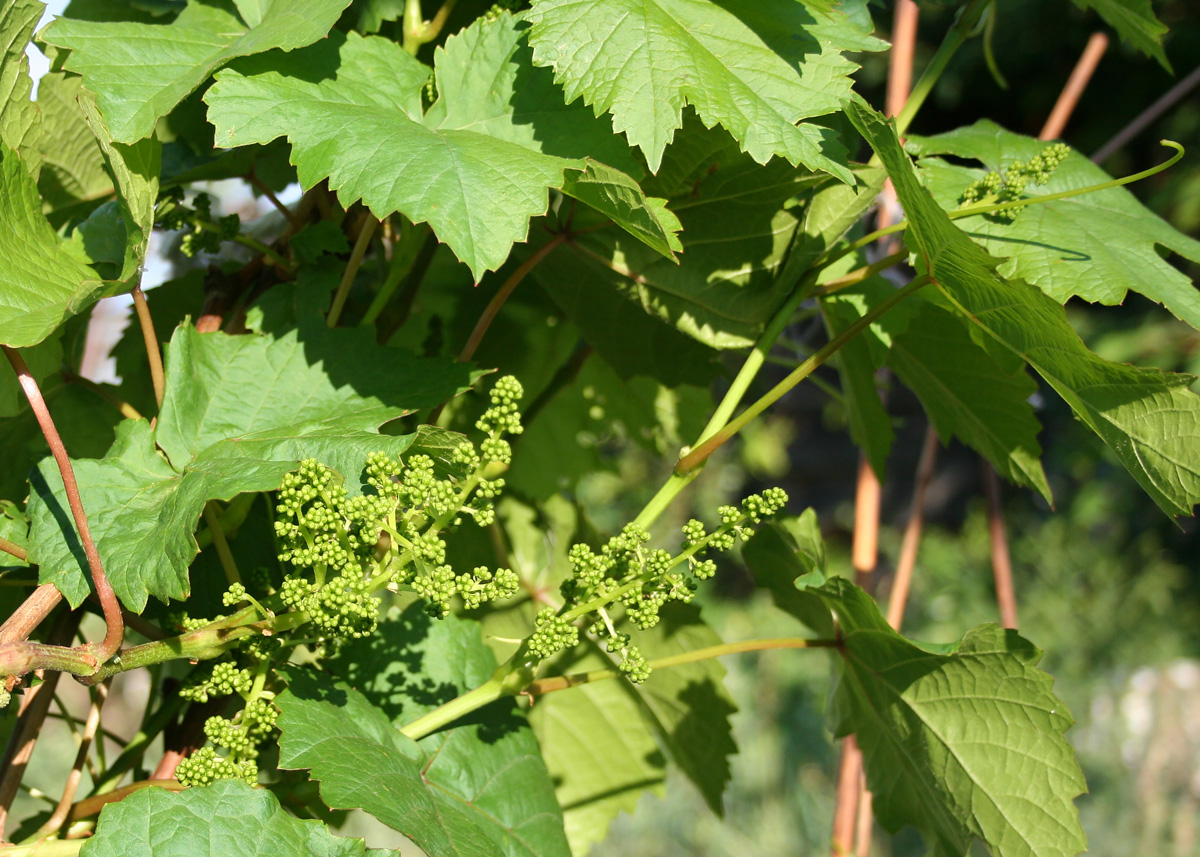 Image of genus Vitis specimen.