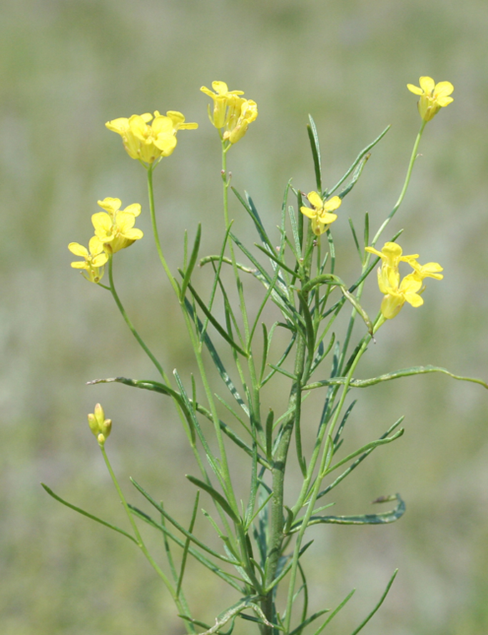 Image of Sisymbrium polymorphum specimen.