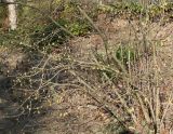 Corylopsis sinensis