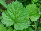 Geum aleppicum