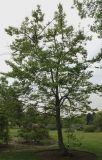 Diospyros lotus. Взрослое женское растение. Германия, г. Дюссельдорф, Ботанический сад университета. 28.04.2014.