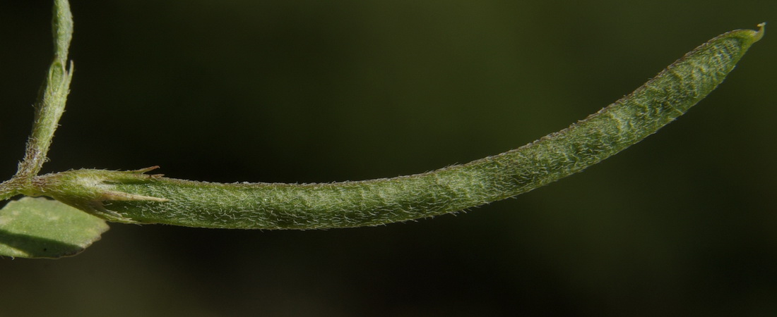 Image of Trigonella striata specimen.
