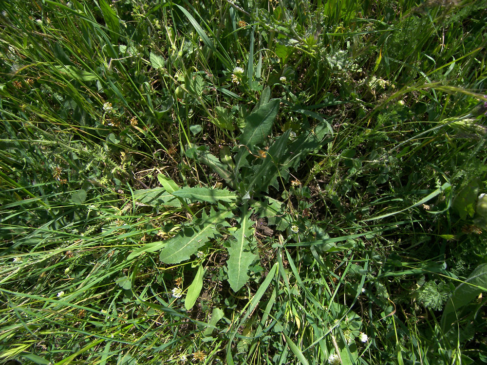 Image of Crepis marschallii specimen.