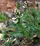 Astragalus gorczakovskii