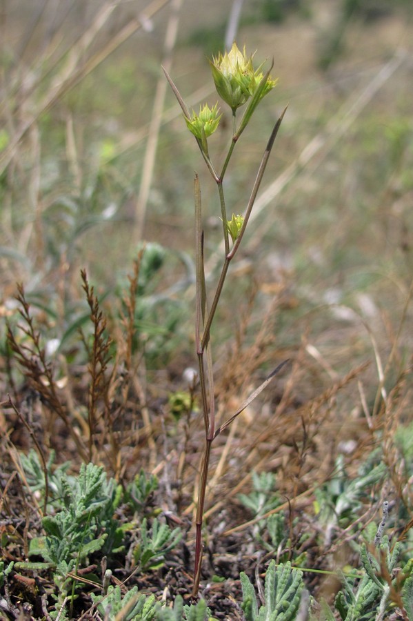 Image of Bupleurum baldense specimen.