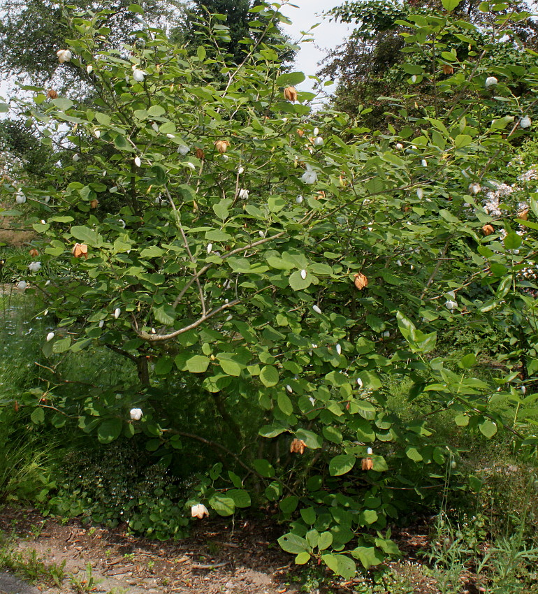 Image of Magnolia sieboldii specimen.