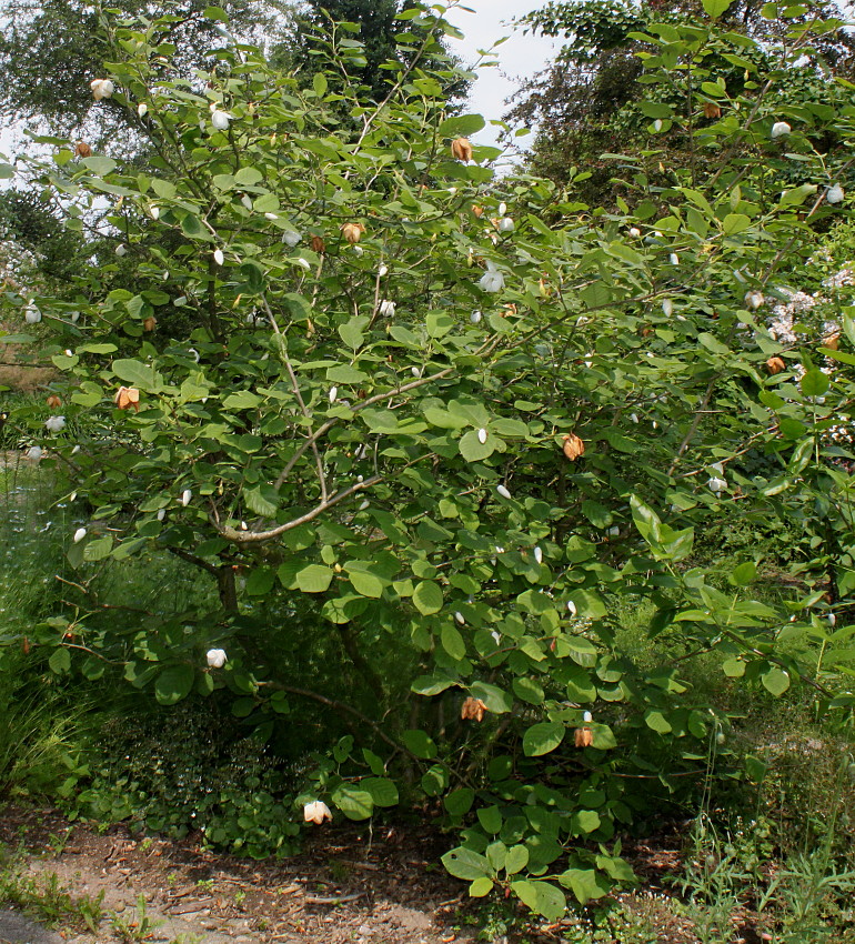 Изображение особи Magnolia sieboldii.