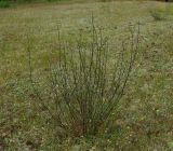 Artemisia campestris