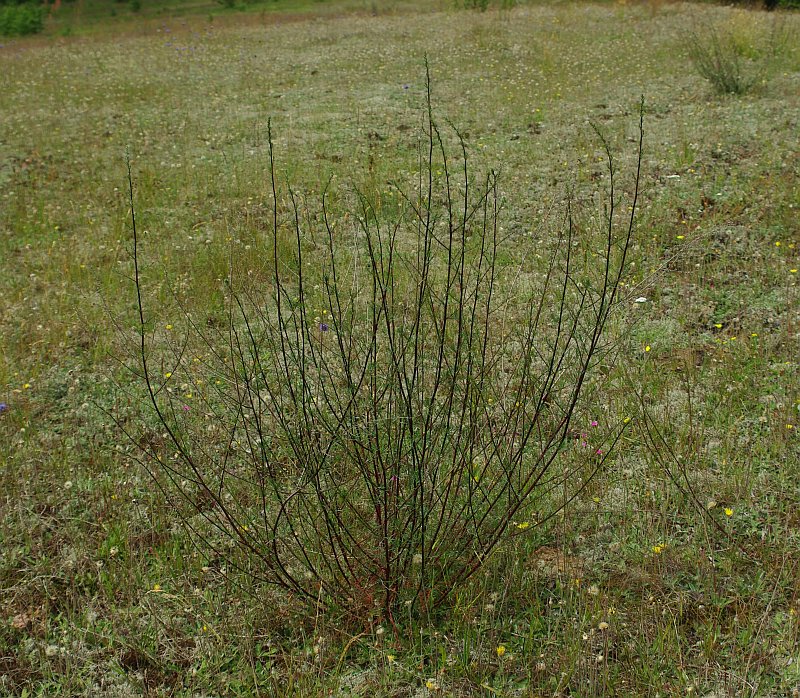 Image of Artemisia campestris specimen.